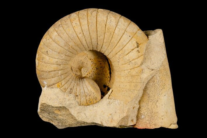 Ordovician, Nautiloid (Plectoceras) Fossil - Wisconsin #173928
